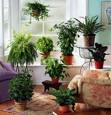 комнатные растения в интерьере фото