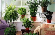 комнатные растения в интерьере фото