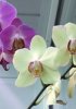 Что нужно, чтобы выращивать орхидеи в квартире и как это сделать?
