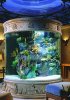 Дети просят установить дома рифовый аквариум. Трудно ли за ним ухаживать?